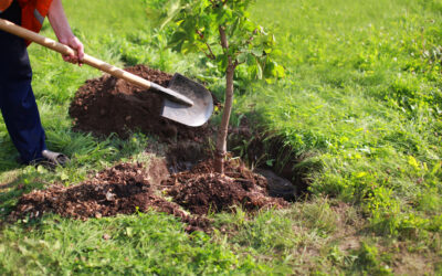 Gemeente Molenlanden plant 2021 extra bomen met hulp van inwoners